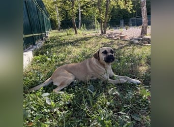 Murphy ein besonders lieber Engel