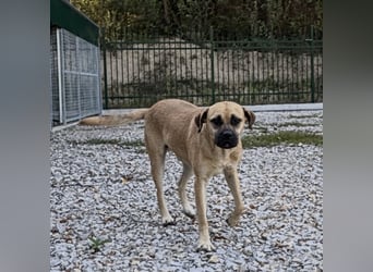 Murphy ein besonders lieber Engel