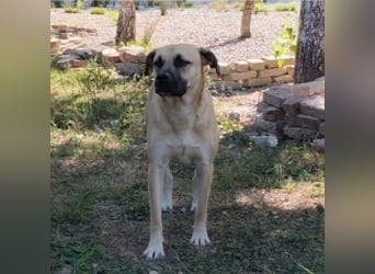 Murphy ein besonders lieber Engel