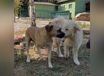 Murphy ein besonders lieber Engel