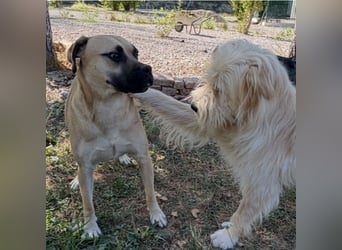 Murphy ein besonders lieber Engel