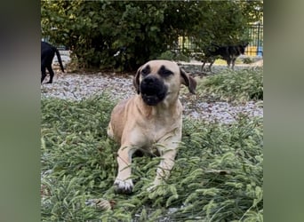 Murphy ein besonders lieber Engel