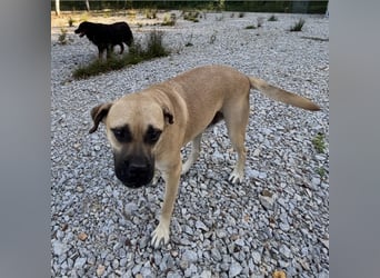 Murphy ein besonders lieber Engel