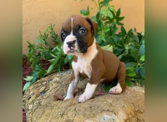 Boxer  Hündin – geimpft, entwurmt, gechipt, mit EU-Heimtierausweis