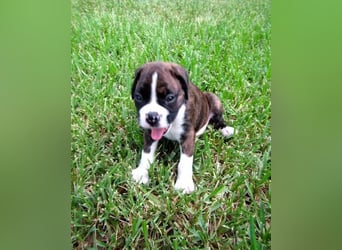 Boxer welpen Hündin – geimpft, entwurmt, gechipt, mit EU-Heimtierausweis