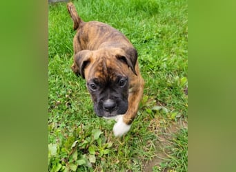 Boxer welpen Hündin – geimpft, entwurmt, gechipt, mit EU-Heimtierausweis
