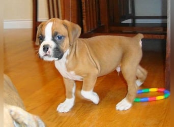 Boxer   Hündin – geimpft, entwurmt, gechipt, mit EU-Heimtierausweis   Liebenswerte kinde