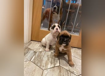 Boxer   Hündin – geimpft, entwurmt, gechipt, mit EU-Heimtierausweis   Liebenswerte kinde