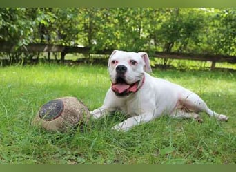 Taube Nadja, Boxer, geb. 2023, su. Menschen, an denen sie sich orientieren kann