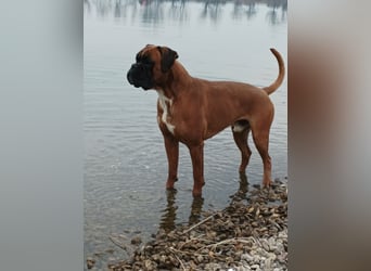 Deutsche Boxer Welpen