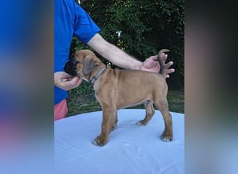 Deutsche Boxer Welpen