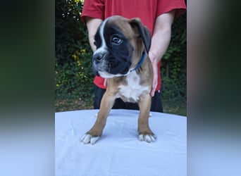 Deutsche Boxer Welpen