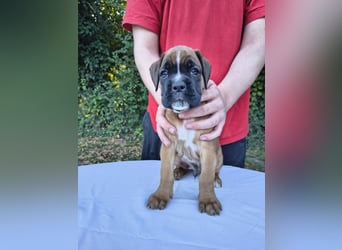 Deutsche Boxer Welpen