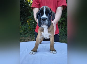 Deutsche Boxer Welpen