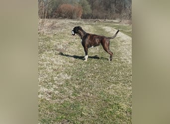 Deutsche Boxer Welpen