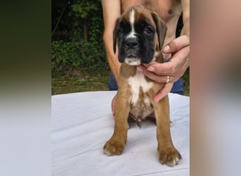 Deutsche Boxer Welpen