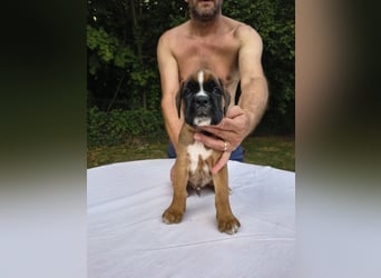 Deutsche Boxer Welpen