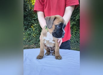 Deutsche Boxer Welpen