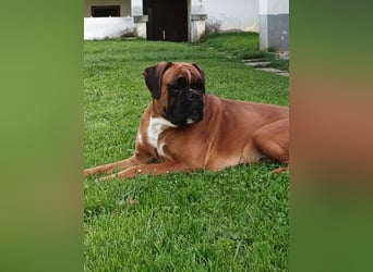 Deutsche Boxer Welpen