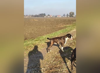 Deutsche Boxer Welpen
