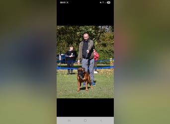 Deutsche Boxer Welpen