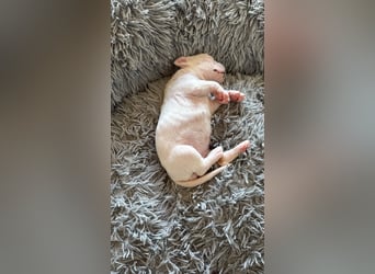 Welpe mit Papieren Verband BK München/VDH/FCI