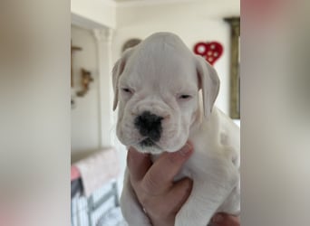 Welpe mit Papieren Verband BK München/VDH/FCI