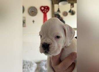 Welpe mit Papieren Verband BK München/VDH/FCI