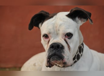 Zeigst du Boh, dass das Warten ein Ende hat?