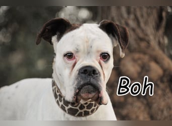 Zeigst du Boh, dass das Warten ein Ende hat?