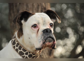 Zeigst du Boh, dass das Warten ein Ende hat?