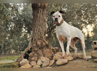 Zeigst du Boh, dass das Warten ein Ende hat?