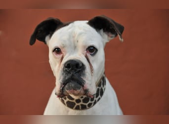 Zeigst du Boh, dass das Warten ein Ende hat?