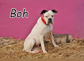 Zeigst du Boh, dass das Warten ein Ende hat?