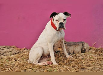 Zeigst du Boh, dass das Warten ein Ende hat?