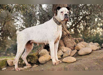 Zeigst du Boh, dass das Warten ein Ende hat?