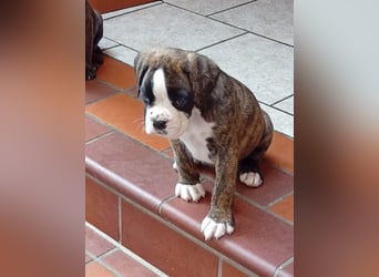 Boxerwelpe Rüde abzugeben