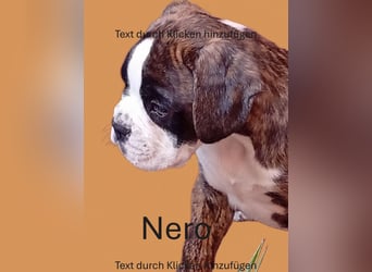 Boxerwelpe Rüde abzugeben