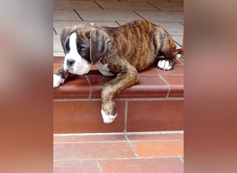 Boxerwelpe Rüde abzugeben