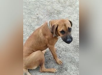 Smarte Junghündin Boxer Mix