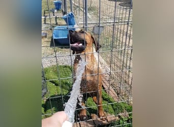 Smarte Junghündin Boxer Mix