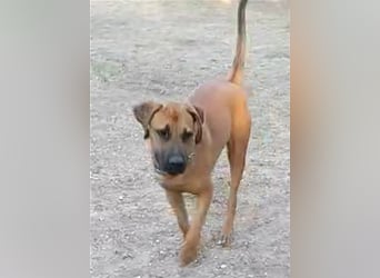 Smarte Junghündin Boxer Mix