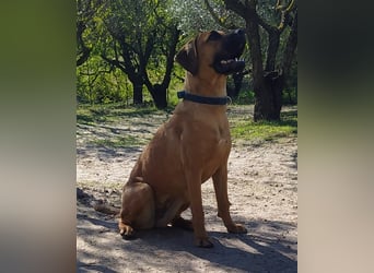 Smarte Junghündin Boxer Mix