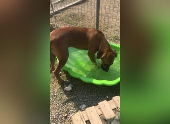 Smarte Junghündin Boxer Mix