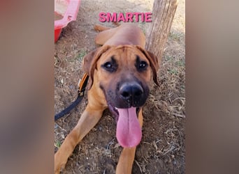 Smarte Junghündin Boxer Mix