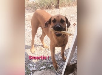 Smarte Junghündin Boxer Mix