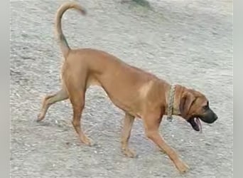Smarte Junghündin Boxer Mix