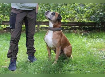 Conny, Boxer, geb. 2016, rüstige Seniorin su. ruhiges, liebevolles Zuhause