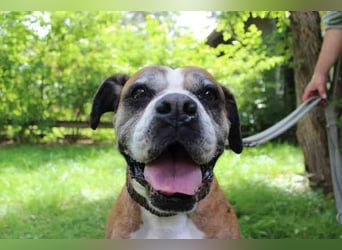 Conny, Boxer, geb. 2016, rüstige Seniorin su. ruhiges, liebevolles Zuhause