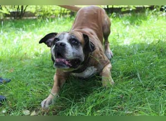 Conny, Boxer, geb. 2016, rüstige Seniorin su. ruhiges, liebevolles Zuhause